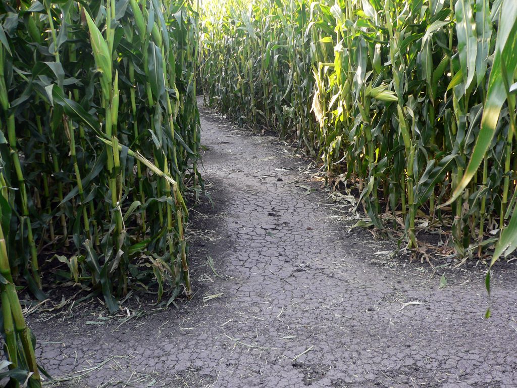 Petaluma Night Maze
