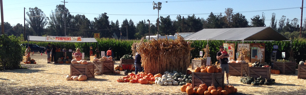 Petaluma Squash & Gourds