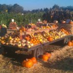 Petaluma Pumpkin Patch