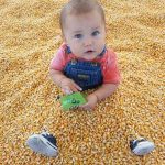 Petaluma Pumpkin Patch Free Activities