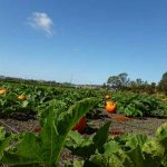 Petaluma Pumpkin Patch