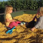 Petaluma Pumpkin Patch Free Activities