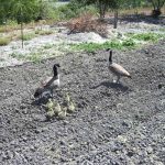 Petaluma Pumpkin Patch Free Activities