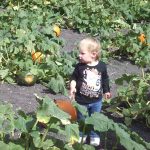 Petaluma Pumpkin Patch