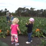 Petaluma Pumpkin Patch