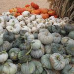 Petaluma Pumpkin Patch
