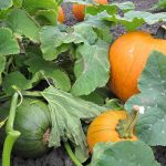 Petaluma Pumpkin Patch