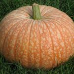 Petaluma Pumpkin Patch