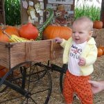 Petaluma Pumpkin Patch