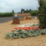 Petaluma Squash & Gourds