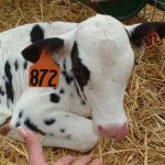 Petaluma Pumpkin Patch Free Activities