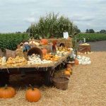 Petaluma Pumpkin Patch