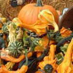 Petaluma Squash & Gourds