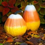 Petaluma Pumpkin Patch