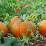 Petaluma Pumpkin Patch