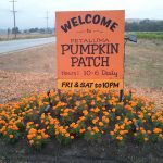 Petaluma Pumpkin Patch