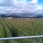 Petaluma Pumpkin Patch