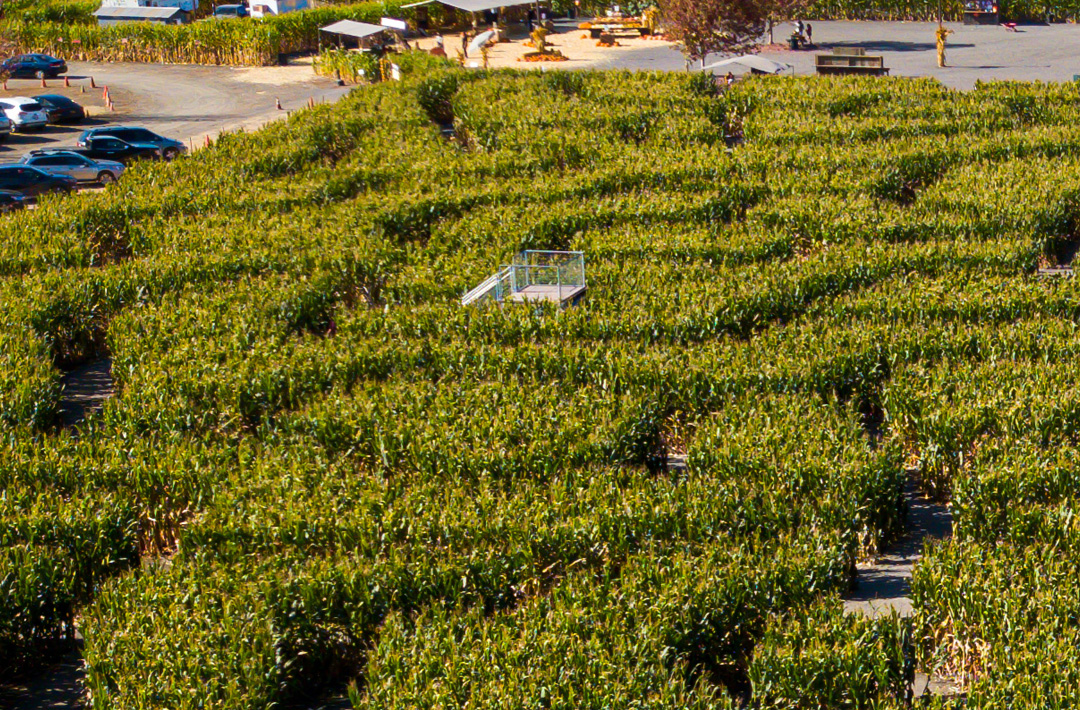 Amazing Corn Maze