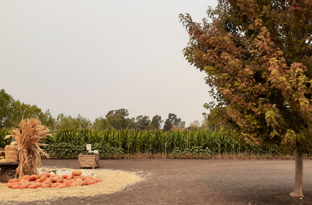 Petaluma Pumpkin Patch