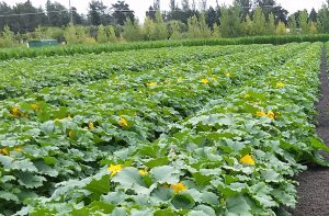 Petaluma Pumpkin Patch