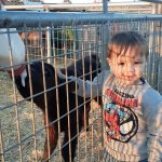 Petaluma Pumpkin Patch Free Activities