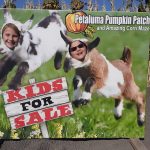 Petaluma Pumpkin Patch Free Activities