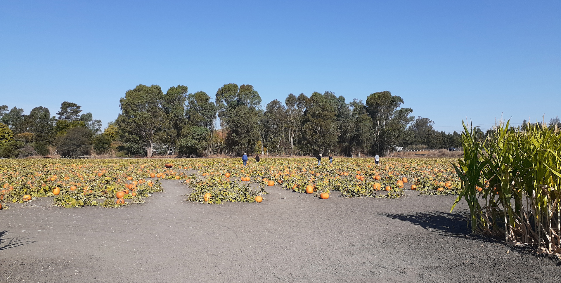 Gallery Petaluma Pumpkin Patch and Amazing Corn Maze