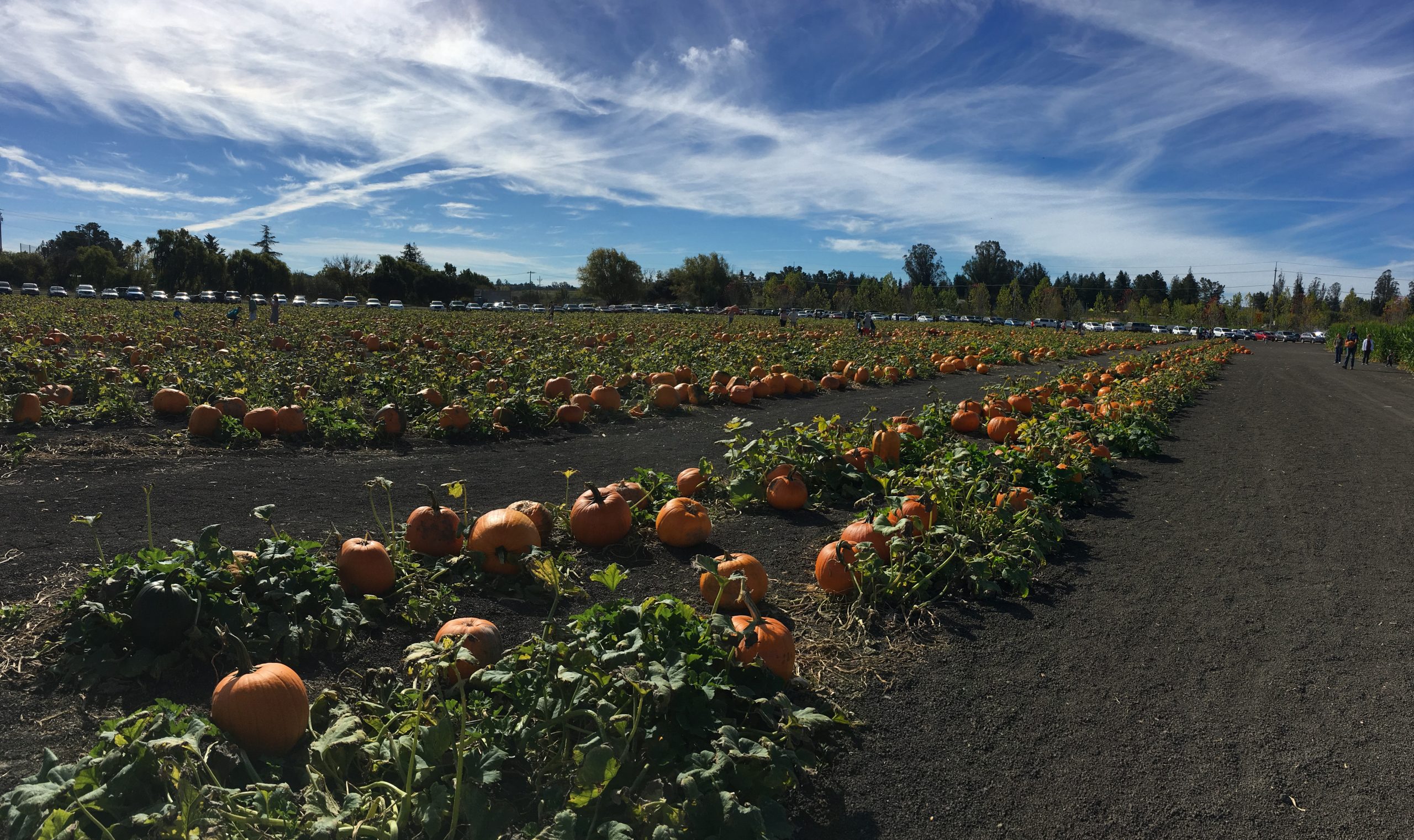 About Us Petaluma Pumpkin Patch and Amazing Corn Maze