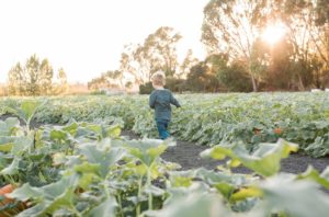 Petaluma Pumpkin Patch and Amazing Corn Maze