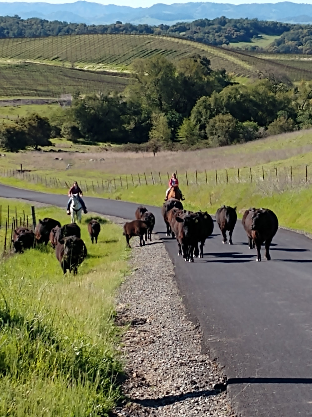 Sonoma County Grass Fed Beef