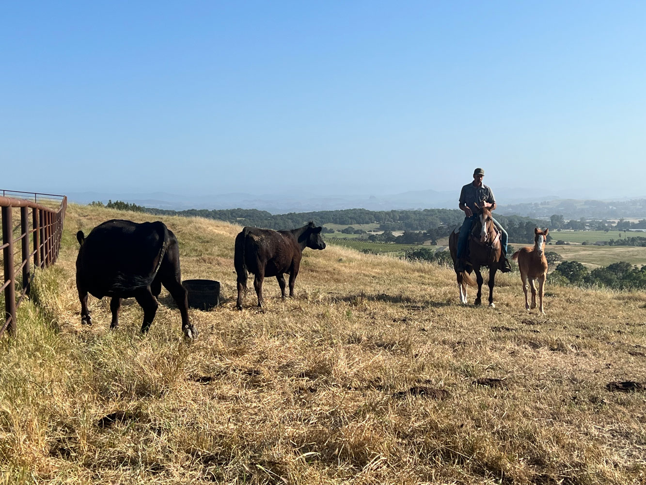 Sonoma County Grass Fed Beef