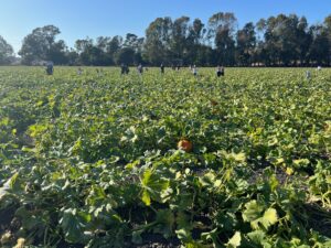 Petaluma Pumpkin Patch