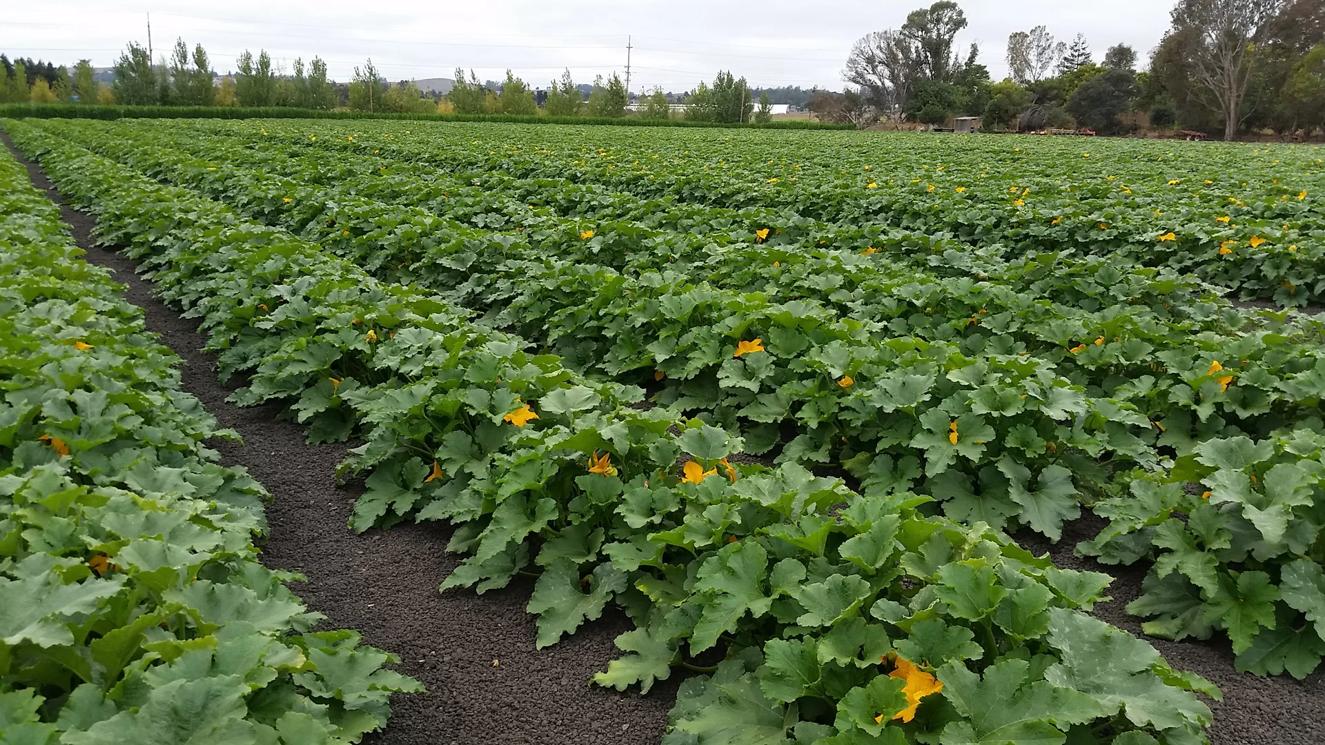 Petaluma Pumpkin Patch